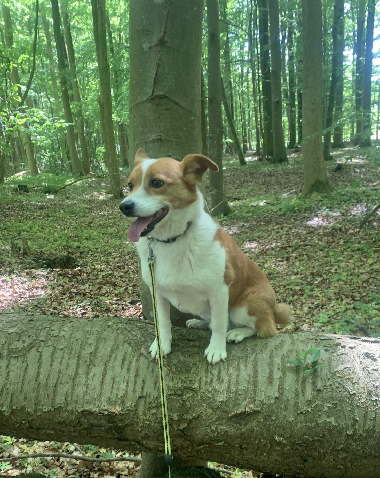 Hundepension Flensburg - Die kleine Lichtung