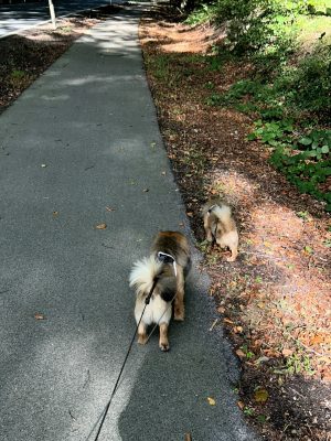 Walkies